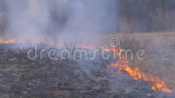森林里的火燃烧着干草树木灌木丛和带烟的干草堆慢动作视频的预览图