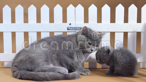 英国小猫和母猫靠近栅栏视频的预览图