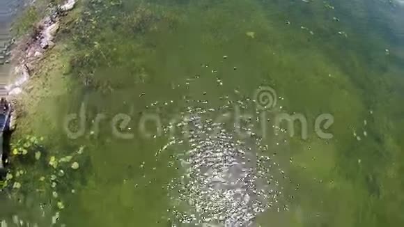 佛罗里达大沼泽地的鸟瞰图视频的预览图