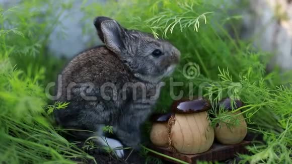 小兔子在绿草的背景下视频的预览图