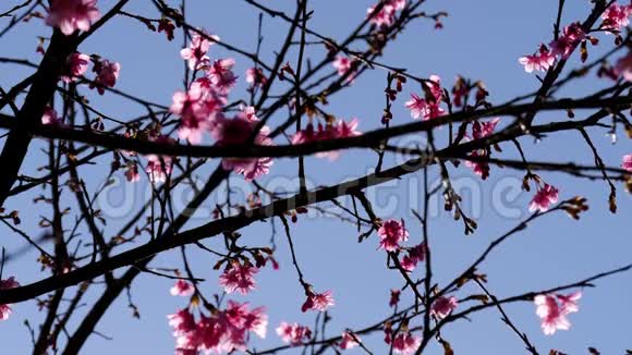 樱花樱花带蓝天枝视频的预览图