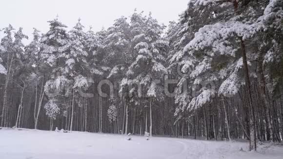 冬天的松林下着雪圣诞树下着雪视频的预览图