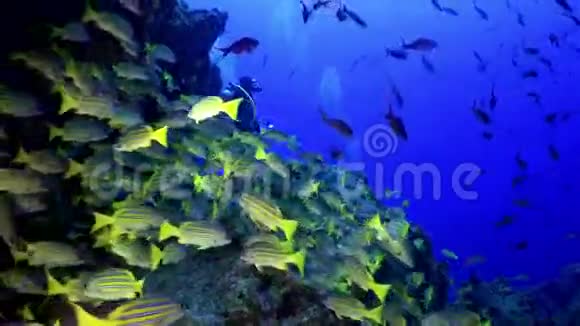 黄色学校山羊鱼游过岩石礁视频的预览图
