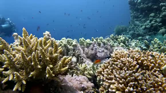 埃及红海一名潜水员在彩色礁石上探险的情景视频的预览图