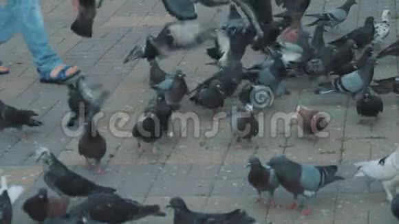小鸽子啄谷在广场从地面缓慢拍摄太阳下的鸽子视频的预览图