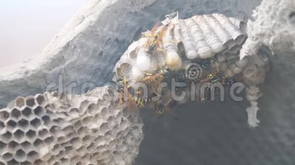 黄蜂屋顶下害虫的生活方式黄蜂窝野生黄蜂慢动作视频过敏危险咬伤危险视频的预览图