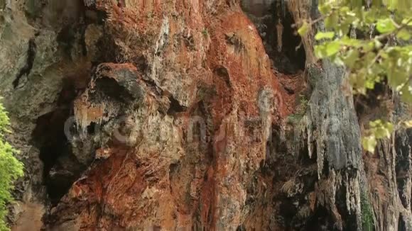 有洞穴和树木的悬崖视频的预览图