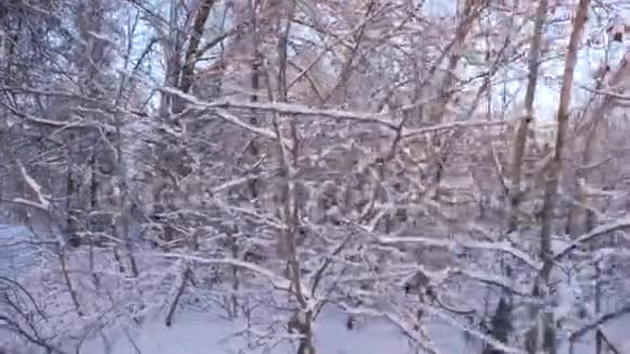美丽的圣诞冬林白雪皑皑美丽的冬季景观在公园里冬天的霜冻树木和视频的预览图