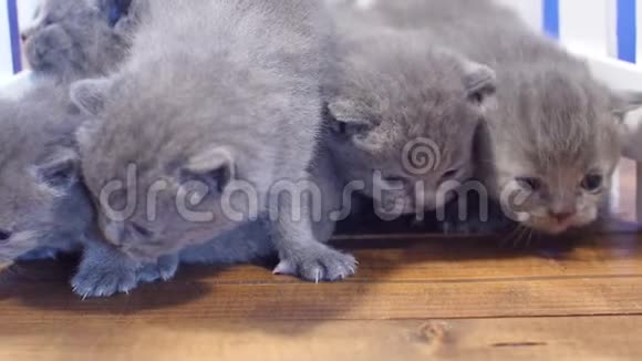 英国小猫肖像孤立视频的预览图