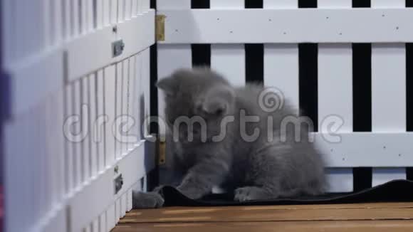 英国小猫在栅栏附近玩耍视频的预览图