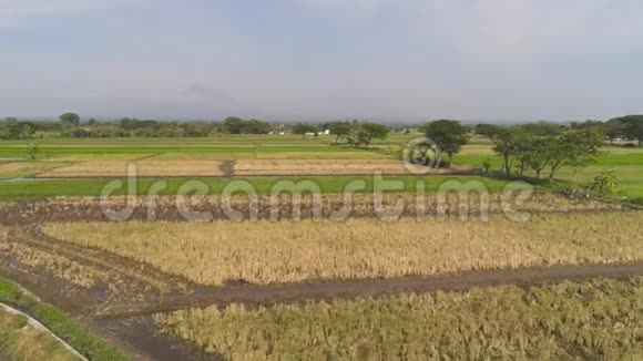 印度尼西亚稻田和农田视频的预览图