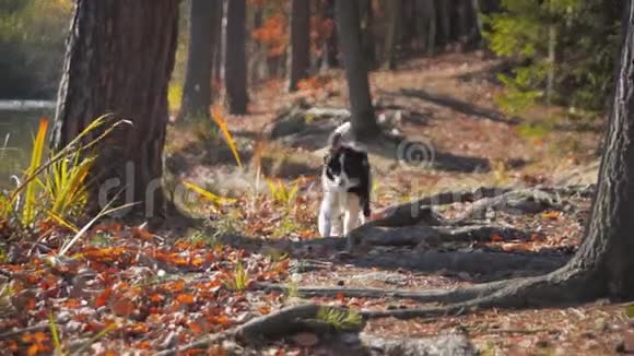 小狗边境牧羊犬视频的预览图