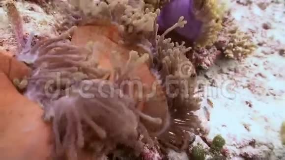 海葵和小丑鱼近距离射击马尔代夫视频的预览图