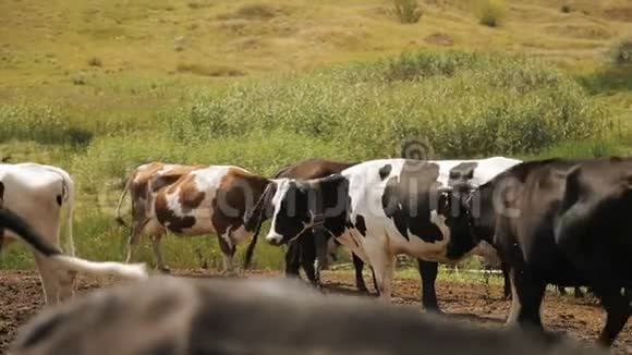奶牛放在夏季牧场上视频的预览图