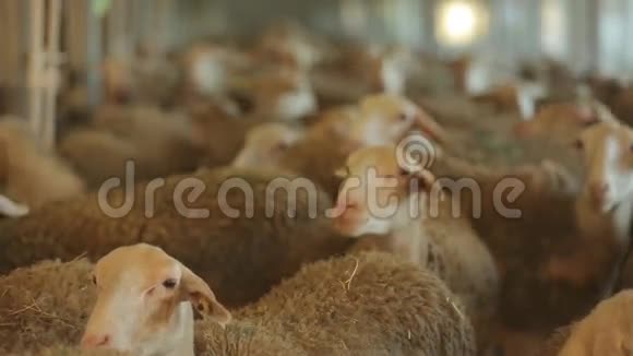 一群羊视频的预览图