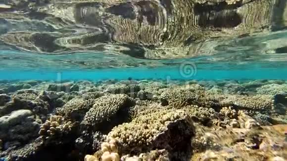 红海的水下生态系统美丽的珊瑚礁慢动作视频的预览图