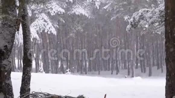冬季松林降雪树枝被雪覆盖圣诞树视频的预览图