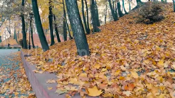 秋天公园里的黄色树叶视频的预览图