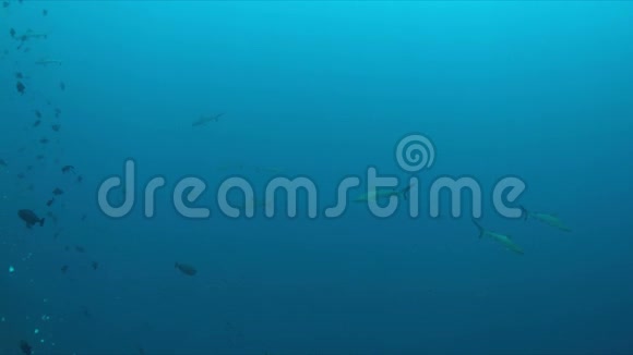 灰礁鲨鱼4k视频的预览图