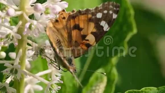 美丽的田野春花与蝴蝶视频的预览图