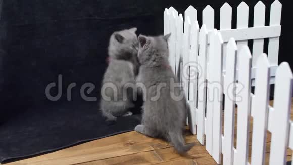 英国短毛小猫在栅栏附近打架视频的预览图