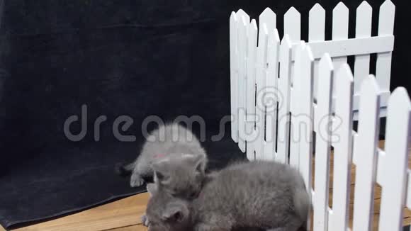英国短毛小猫在栅栏附近打架视频的预览图