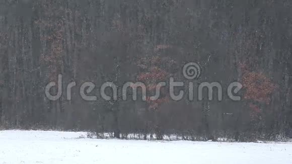 下雪的冬天视频的预览图