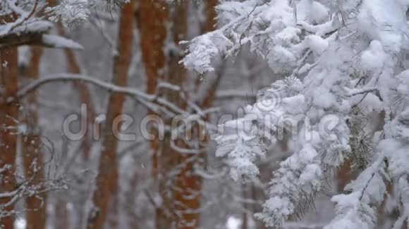 冬天的松林下着雪圣诞树下着雪视频的预览图