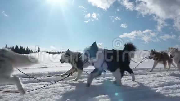 狗所驾驭的狗会滋生带有人的哈士奇拉力雪橇慢动作视频循环视频的预览图