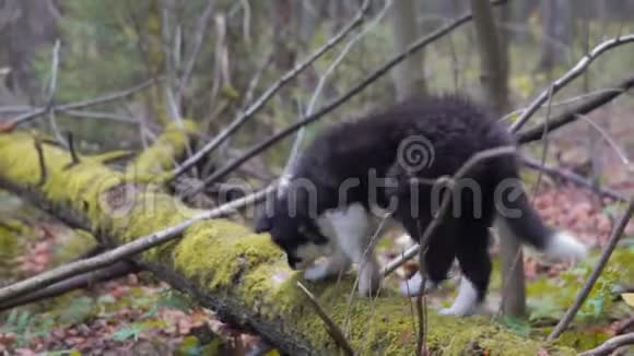 小狗边境牧羊犬视频的预览图