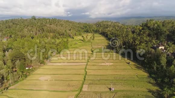 印度尼西亚有农田的稻田视频的预览图