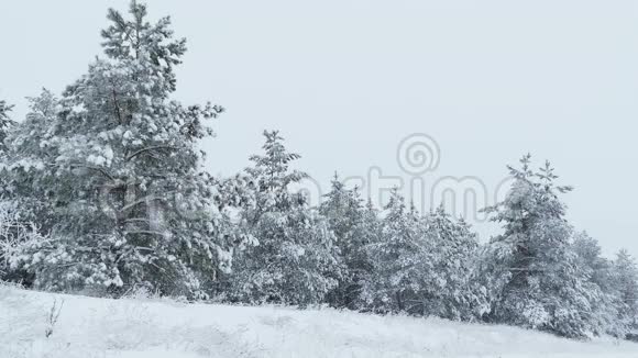 雪中的枞树圣诞节的冬天野林在下雪视频的预览图