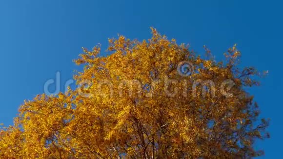秋天的树天空上有黄叶视频的预览图