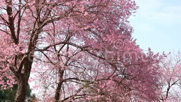 美丽的樱花树在春天盛开视频的预览图