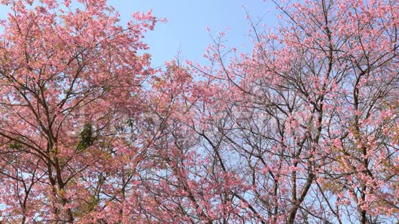 公园蓝天上樱花树视频的预览图