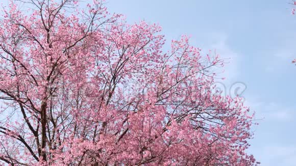 春天有蓝天的樱花树视频的预览图
