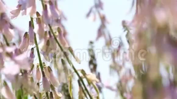 美丽的粉红色田野春花视频的预览图