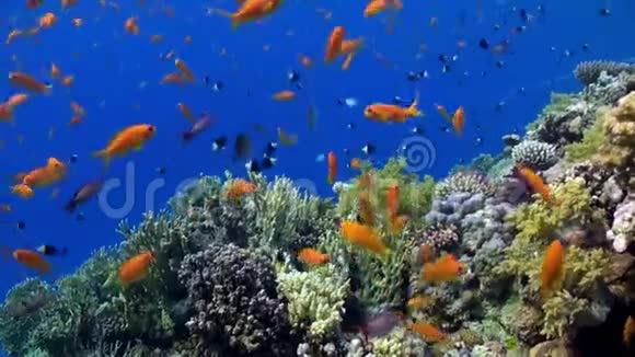 红海海底的鱼视频的预览图