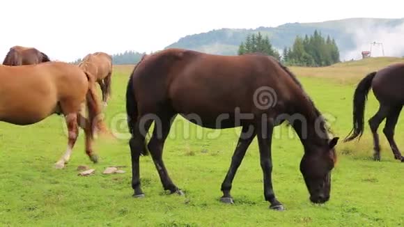美丽的马在绿色的牧场上视频的预览图