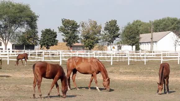 农场现场马匹吃视频的预览图