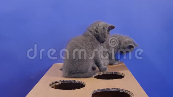 小猫用一个有洞的纸板箱视频的预览图