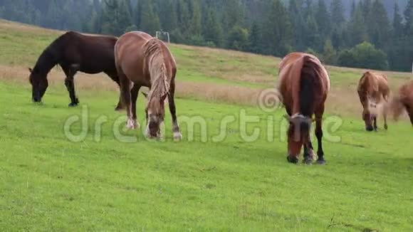 美丽的马在绿色的牧场上视频的预览图