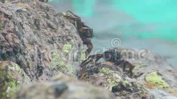海滩岩石上的螃蟹和跳岩者视频的预览图