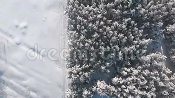 阳光明媚的冬松林雪道俯瞰图视频的预览图