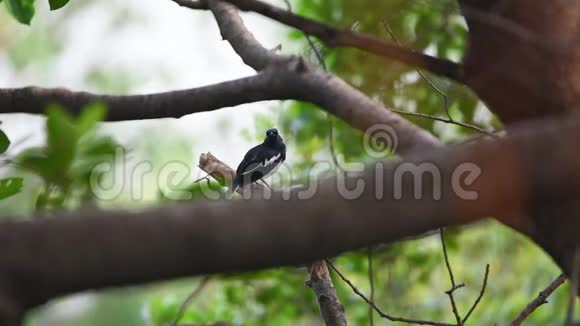 野鸟东方喜鹊自然界的野生动物视频的预览图