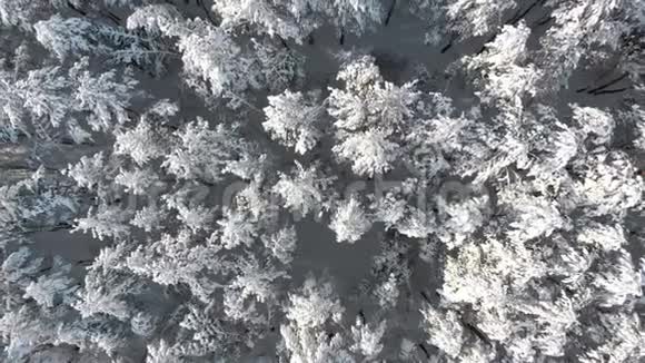 在一个阳光明媚的日子里飞过冬日松林的雪顶视频的预览图