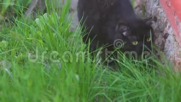 黑色苏格兰褶皱猫视频的预览图