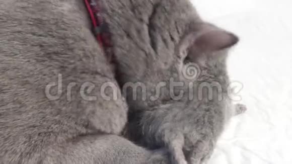 英国寿星妈妈舔她的小猫视频的预览图