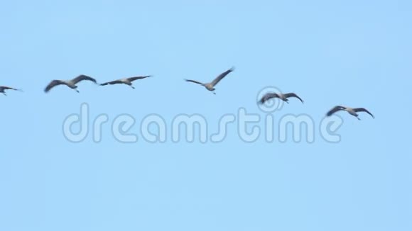 鹤在天空中飞翔视频的预览图