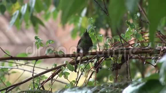 加拉帕戈斯群岛上的猕猴桃鸟视频的预览图